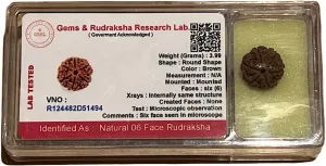 Certified 5 Mukhi (Five Faces) Rudraksha Bead, Sagittarius Sun Sign, Throat Chakra